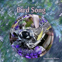 One Hour Long Bird Song by Sambodhi Prem